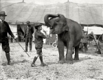 Teddy Roosevelt III, grandson of the president, visits the RB&BB menagerie in Washington, DC in May, 1924..jpg