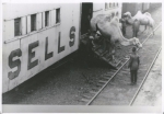 Sells Floto stock car unloading in Kansas ...1918.jpg