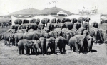 Elephants.jpg