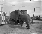 Midway muscle.1950's