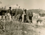Bill-Woodcock's elephants on the Siebrand Bros. Circus....1952