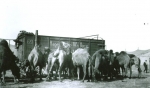 Hagenbeck -Wallace camels.....1930's.JPG