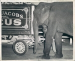 Terrell - Jackobs...1943.jpg