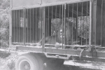 1955 Ringling Brothers. lion in his cage wagon.