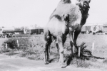Dromidaries on the R B B B..1930's.JPG