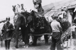 Elephants in 'spec'..R B B B...1930.JPG
