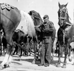 Hitching up on the Ringling show...1946.JPG
