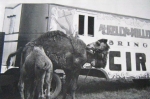 Kelly-Miller camels..1950's.JPG