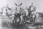 Stage coach & driver on the 101 Wild West Ranch Shows.JPG