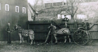 Zebra cart.JPG