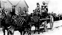 zebra hitch pulling the Little Red Riding Hood allegorical float on the old Barnum & Bailey Circus..jpg