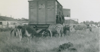 Zebras on the Cole Bros...jpg