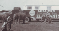 Woodcocks Elephants....1960's.png