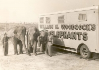 woodcocks elephants.jpg