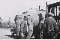 Unloading the 'bull' trauck on the Downie Bros.....1931.JPG