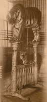 tigers...1920's.JPG
