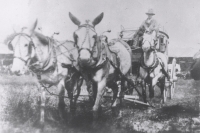 Stage coach & driver on the 101 Wild West Ranch Shows.JPG