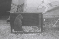 Star performer in the monkey show. World of Mirth Shows.jpg