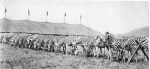 Ringling zebra herd..1930's.jpg