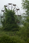 Tree through wheel.jpg