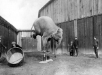 balancing elephant. early 1900's.jpg