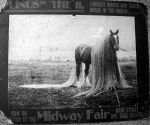 long haired pony.jpg