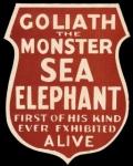 Goliath the 'monster Sea Elephant'.jpg